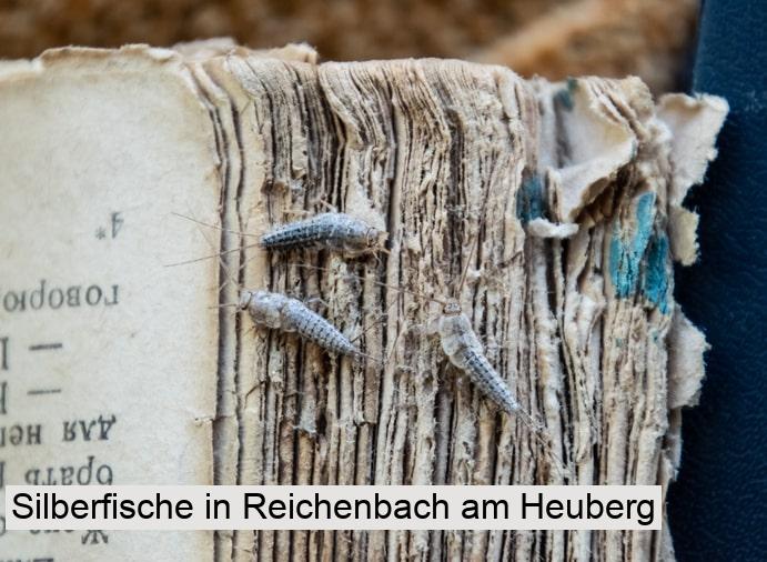 Silberfische in Reichenbach am Heuberg